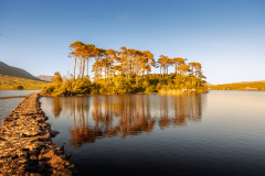 FOURNIER Laurence, Pine island, couleur, paysage