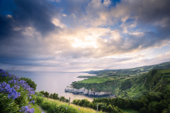FOURNIER Laurence, Agapanthes, couleur, paysage