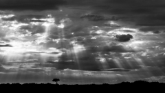 FOURNIER Laurence, Rayons, monochrome, minimalisme