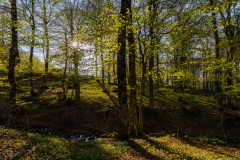 LABETOULLE Martine  Sous bois couleur paysage