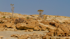 REMOADI Albert 03 couleur paysage