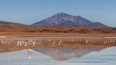 REMOADI Albert Laguna aux flamants couleur paysage