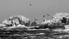 REMOADI Albert, La Colonie, monochrome, paysage