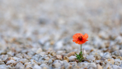 REMOADI Albert, Résilience, couleur, minimalisme