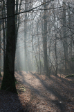 de CUSSY Bruno, de- CUSSY_Bruno_Sous-bois, couleur, paysage