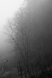de Cussy Bruno, de- CUSSY_Bruno_arbre-brume-2, monochrome, paysage