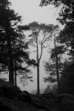 de Cussy Bruno, de- CUSSY_Bruno_arbre-brume, monochrome, paysage