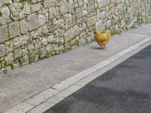 Bourdallé
Jean-Jacques, Ue poule sur le trottoir, couleur , street