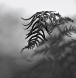 Hervieu Isabelle, Fougère,  monochrome,  minimaliste
