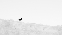 chanu christine, Photos pour concours  'minimalisme', couleur, minimaliste
