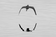 FEDERLE Didier, Envol, monochrome, minimaliste