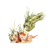 FOURNIER Laurence, Éclosion, couleur, minimaliste