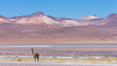 Le Bourhis Josette, Vigogne près d'une lagune en Bolivie, couleur, paysages
