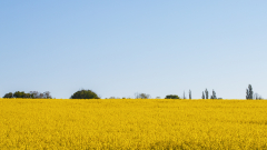 PARENT Benoit, colza au printemps, couleur, paysages
