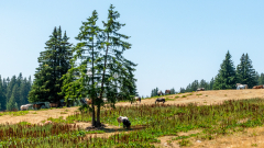 REMOADI Albert, Avec mes amis, couleur, paysages