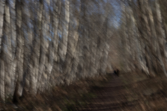 REMOADI Albert, En sous bois, couleur, paysages