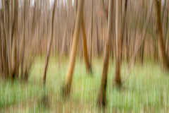 REMOADI Albert, Sous bois automnal, couleur,  minimaliste