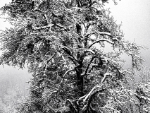 WINTERHALTER Elizabeth, Arbre de glace,  monochrome, paysages