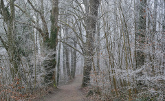 WINTERHALTER Elizabeth, Dentelle d'hiver, couleur, paysages