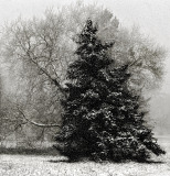 WINTERHALTER Elizabeth, Sapin des neiges,  monochrome, paysages