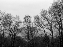 WINTERHALTER François, Arbres et brumes, monochrome, paysages