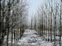 WINTERHALTER-François, Bouleaux givrés, couleur, paysages