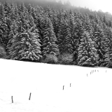 WINTERHALTER François, Pointillés dans la poudreuse, monochrome, paysages