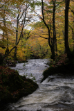 de CUSSY Bruno, de CUSSY-Bruno_-Aubrac-sous-bois, couleur, paysages