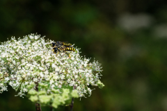 de CUSSY Bruno, de CUSSY-Bruno_Copulation, couleur, paysages