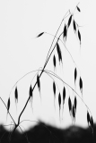 de CUSSY Bruno, de CUSSY-Bruno_fleche,  monochrome,  minimaliste