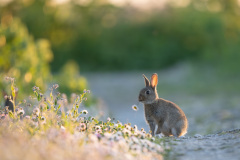 Challenge Animalier et Macro