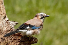 Beau Stéphane, GEAI sur souche, couleur, Animalier