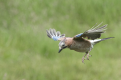 Beau Stéphane, Geai en Vol, couleur, Animalier