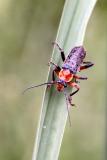 Beau Stéphane, Cantharis Pellucida, couleur,  macrophotographie