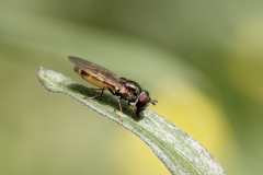 Beau Stéphane, Melanostoma Mellinum, couleur,  macrophotographie