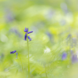 AUTHIE Anne-Lise , Jacinthes des bois, couleur,  macrophotographie