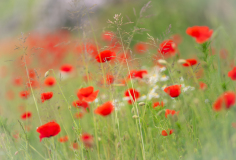 AUTHIE Anne-Lise, Les coquelicots, couleur,  macrophotographie