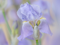 AUTHIE Anne-Lise, L'iris, couleur,  macrophotographie