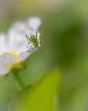 AUTHIE Anne-Lise, Sur la ciste, monochrome,  macrophotographie