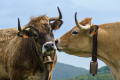 CHAPEL Martine, Big bisous, couleur, Animalier