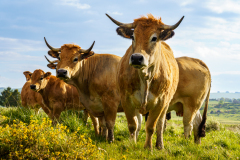 CHAPEL Martine, Aubracs dans les genets, couleur, Animalier