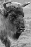 Chabod_Luc, Bison, monochrome, Animalier