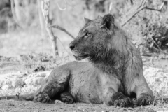 Chabod_Luc, Lion Chobe, monochrome, Animalier