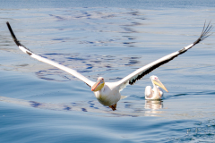 Chabod_Luc, Pélicans, couleur, Animalier