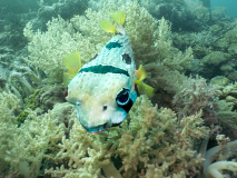 DUBIEF_Monique, Dubief_Monique-poisson-porc-epicPoisson-porc-epic, couleur, Animalier