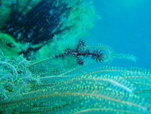 DUBIEF_Monique, DUBIEF_Monique-poisson fantome, couleur, Animalier