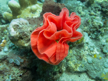 DUBIEF Monique, Dubief_Monique_Ponte-danseuse-espagnole, couleur, Animalier