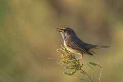 FEVRE Caroline, Gorgebleue, couleur, Animalier