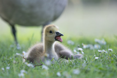 FEVRE Caroline, Oison, couleur, Animalier