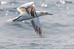 FOURNIER Laurence, Fou de bassan, couleur, Animalier